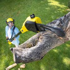 Trusted Clarks Green, PA Tree Care Experts