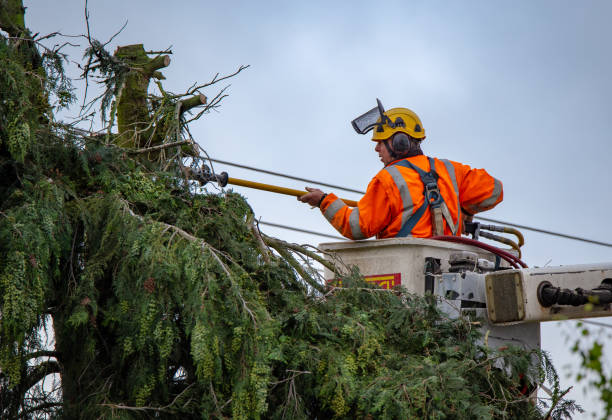 Best Tree Trimming and Pruning  in Clarks Green, PA