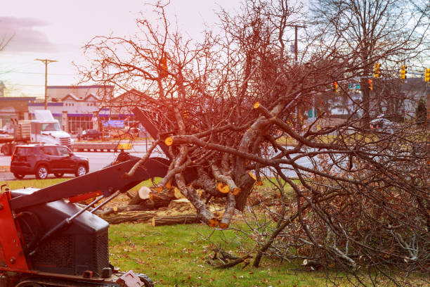 Best Tree Maintenance Programs  in Clarks Green, PA