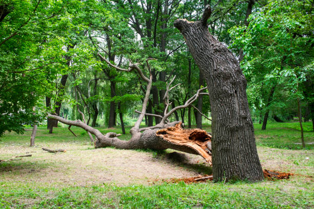 Mulching Services in Clarks Green, PA
