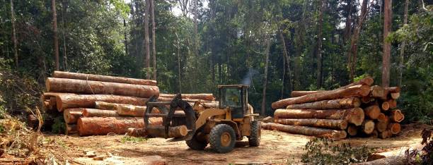 Best Tree Disease Treatment  in Clarks Green, PA