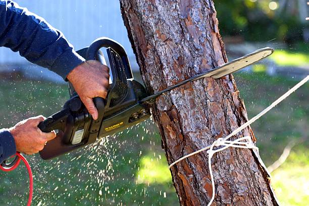 Best Aeration Services  in Clarks Green, PA