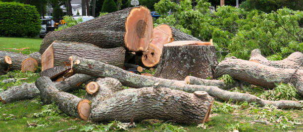 Best Tree Removal  in Clarks Green, PA