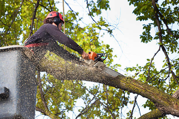 Best Hedge Trimming  in Clarks Green, PA