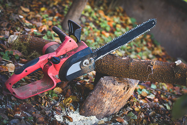 Best Stump Grinding and Removal  in Clarks Green, PA